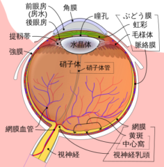 「不可逆的」な角膜の損傷が回復！幹細胞を増やして戻す新技術【成功率92％】の画像 2/4