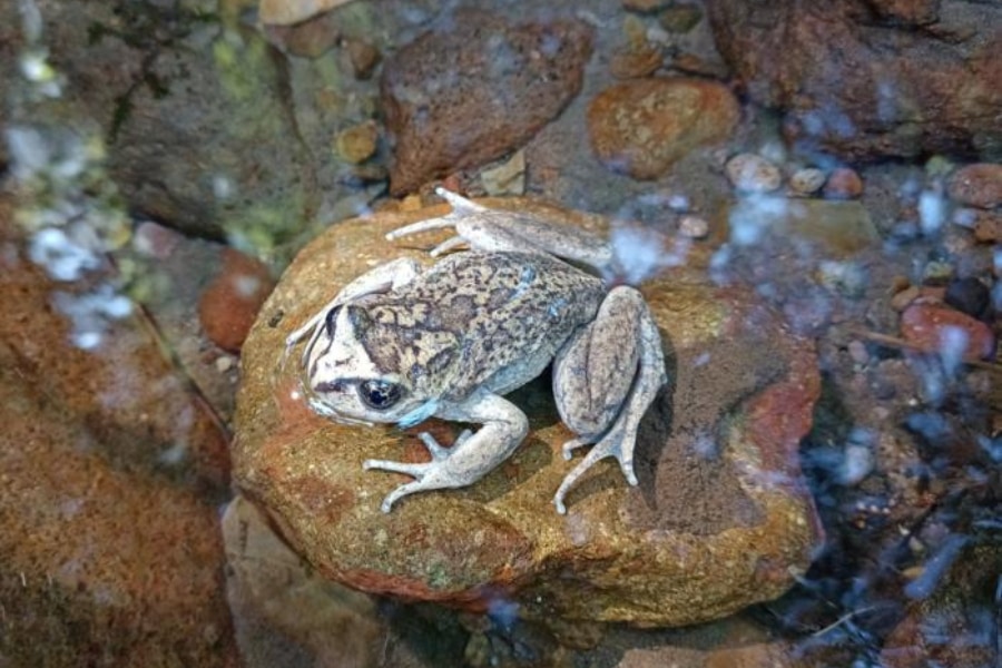 130年間見つかっていない「幻のカエル」をチリで再発見！の画像 4/4