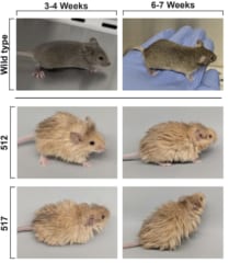 【マンモス復活へ】遺伝子編集で「マンモスの毛を持つマウス」の作製に成功！の画像 3/3