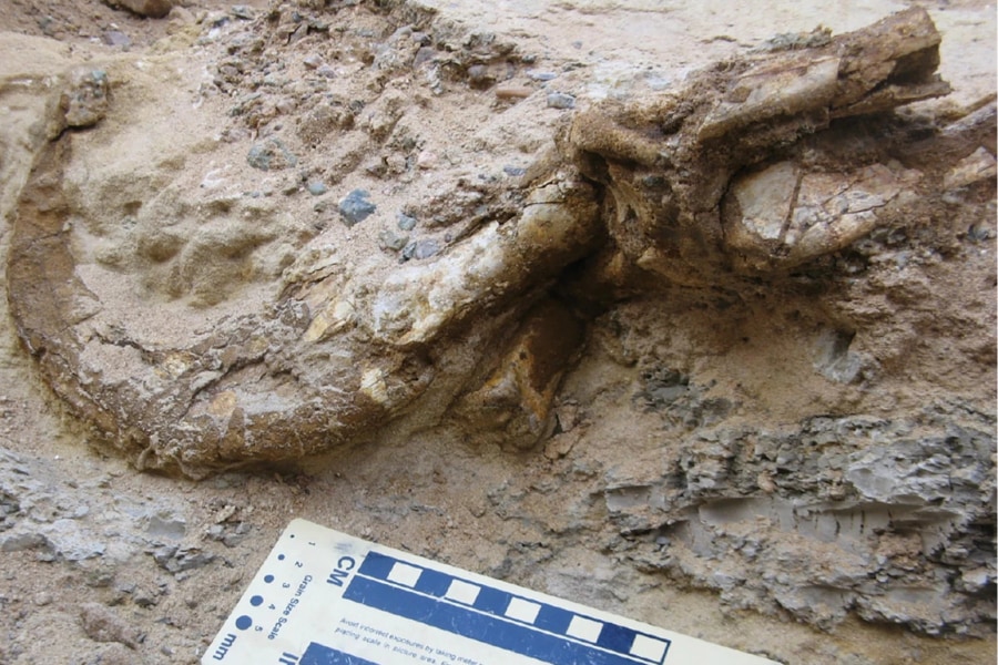 【驚愕】9000万年前の「巨大な爪」をモンゴルで発見！「新種の恐竜」のものと判明