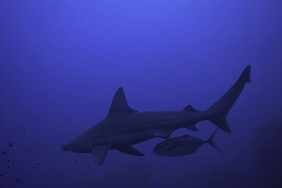 【鮫の威を借る魚？】サメを盾にして獲物に接近する魚を発見！