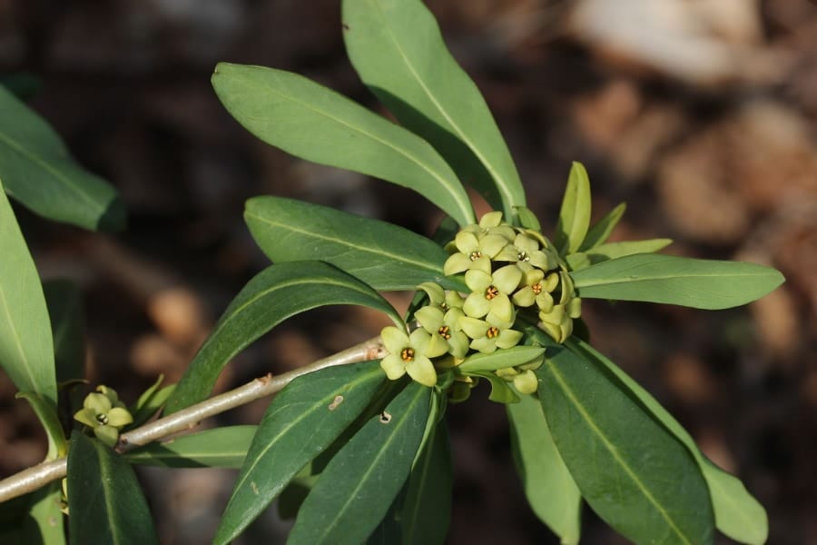 日本の植物オニシバリに「HIVの増殖を止める物質」を発見！