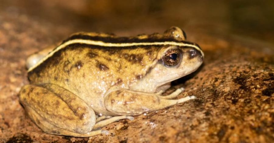 リリかえる様ご確認用 待望のホエアマガエルとミドリヒキガエル！飼い込みヘルメットガエルも