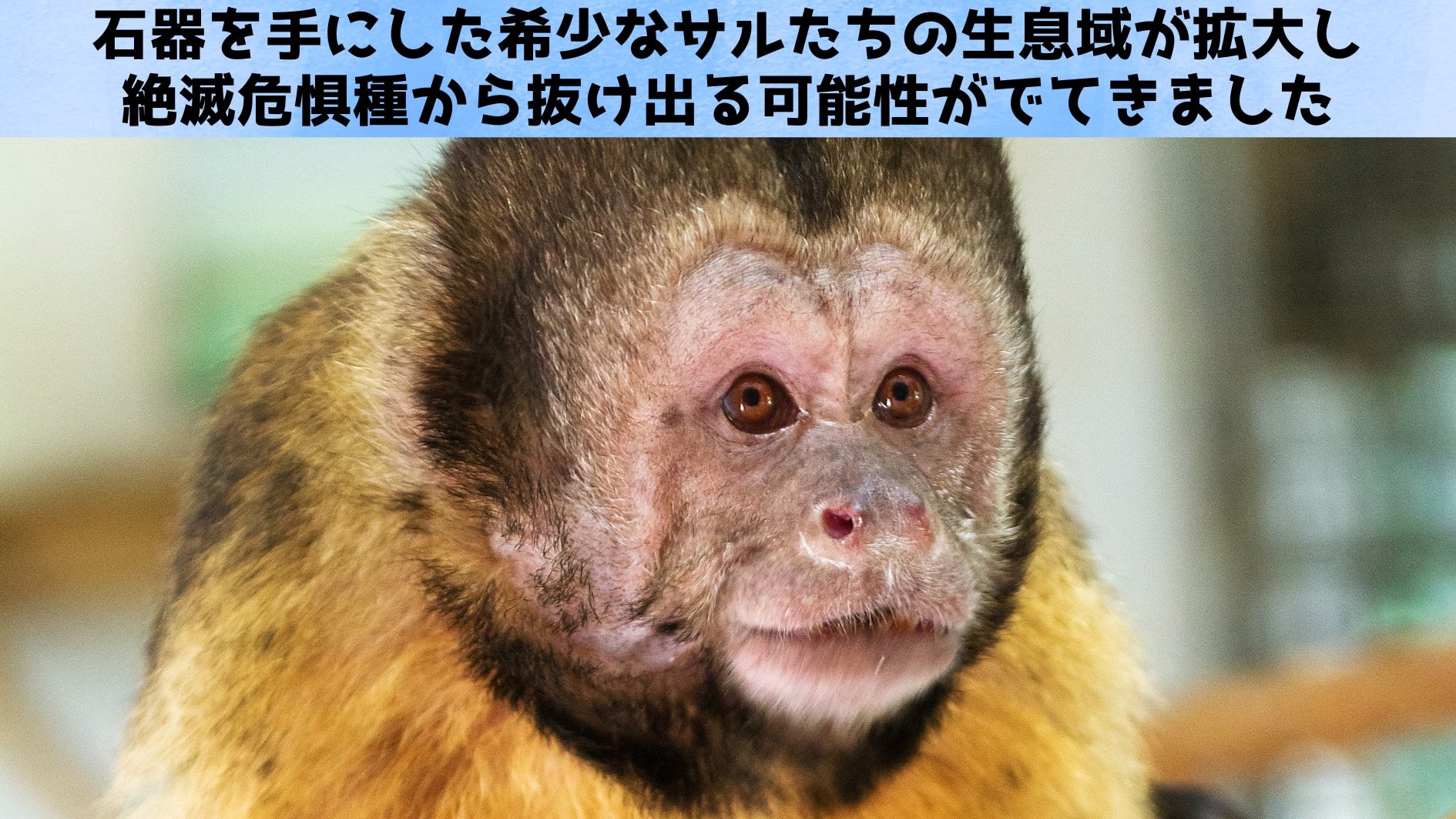 石器を手に入れたサルたちの生息域が急拡大していたと判明