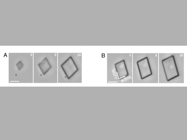 コレステロールの「結晶化」のリアルタイム撮影に初成功！の画像 4/4