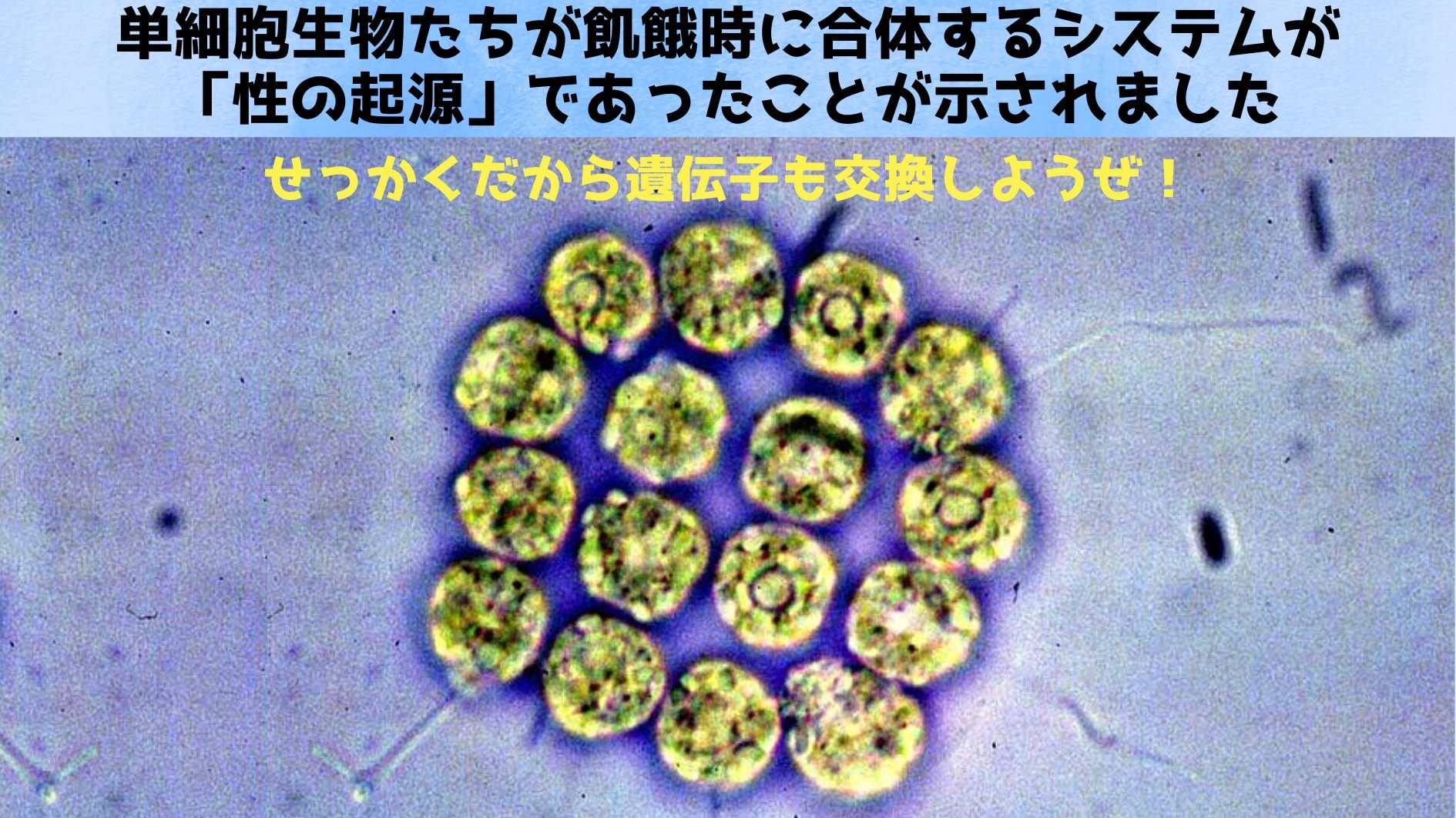 「性の起源」は単細胞生物たちが飢餓時に合体するシステムだった