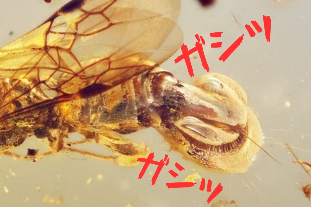 1億年前のハチは「尻」で獲物を捕まえていた