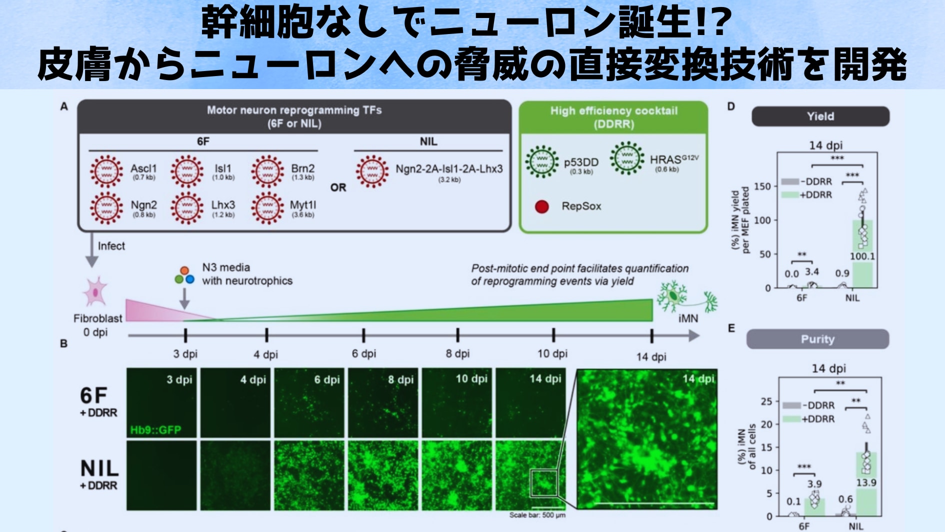 幹細胞なしでニューロン誕生!? 脅威の直接変換技術の画像 1/3