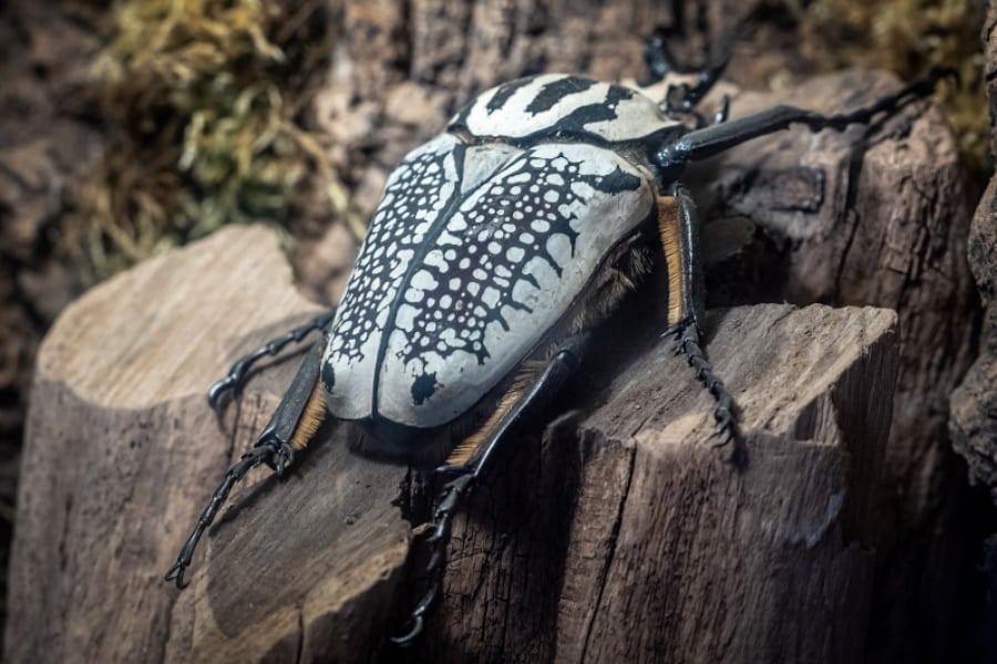 チョコ好きな人類によって、とある巨大甲虫が絶滅の危機に瀕していたの画像 2/4