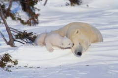 ホッキョクグマの赤ちゃんが初めて巣穴から出た！成長と巣立ちの貴重な記録を公開の画像 2/5