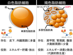 「生まれた季節で太りにくさが決まる？」実は受精したタイミングで決まっていたの画像 2/4