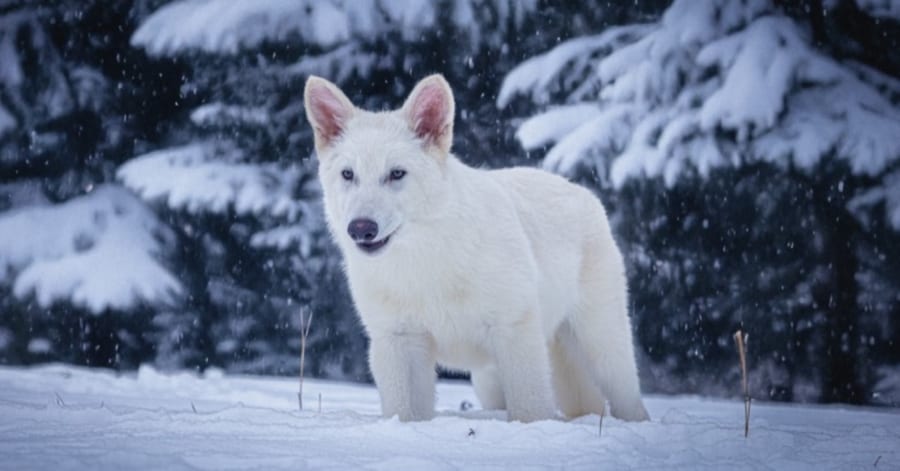 絶滅したダイアウルフの復活」は事実か!?3匹の遺伝子編集生物が