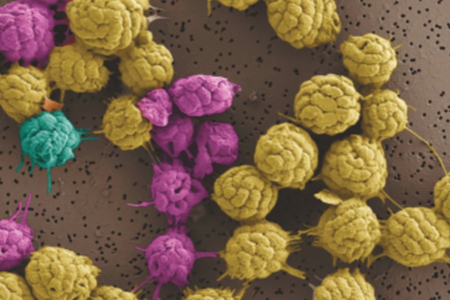 単細胞」から「多細胞」へ進化している真っ最中の生物か⁈ - ナゾロジー