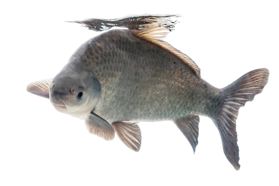 【年を取るほど免疫力UP】120年以上生きる「老化しない魚」が凄すぎる