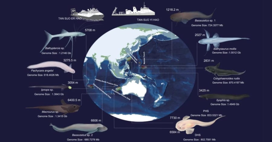 マリアナ海溝に棲む深海魚は同じ「突然変異」を遂げていた！ - ナゾロジー
