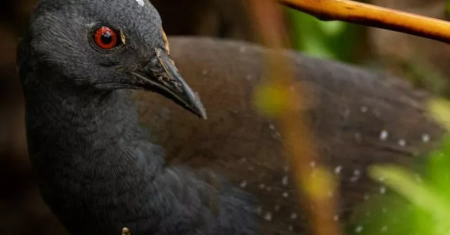 絶滅したはずの鳥」を190年ぶりに発見！【飛ばない鳥が捕食者だらけの