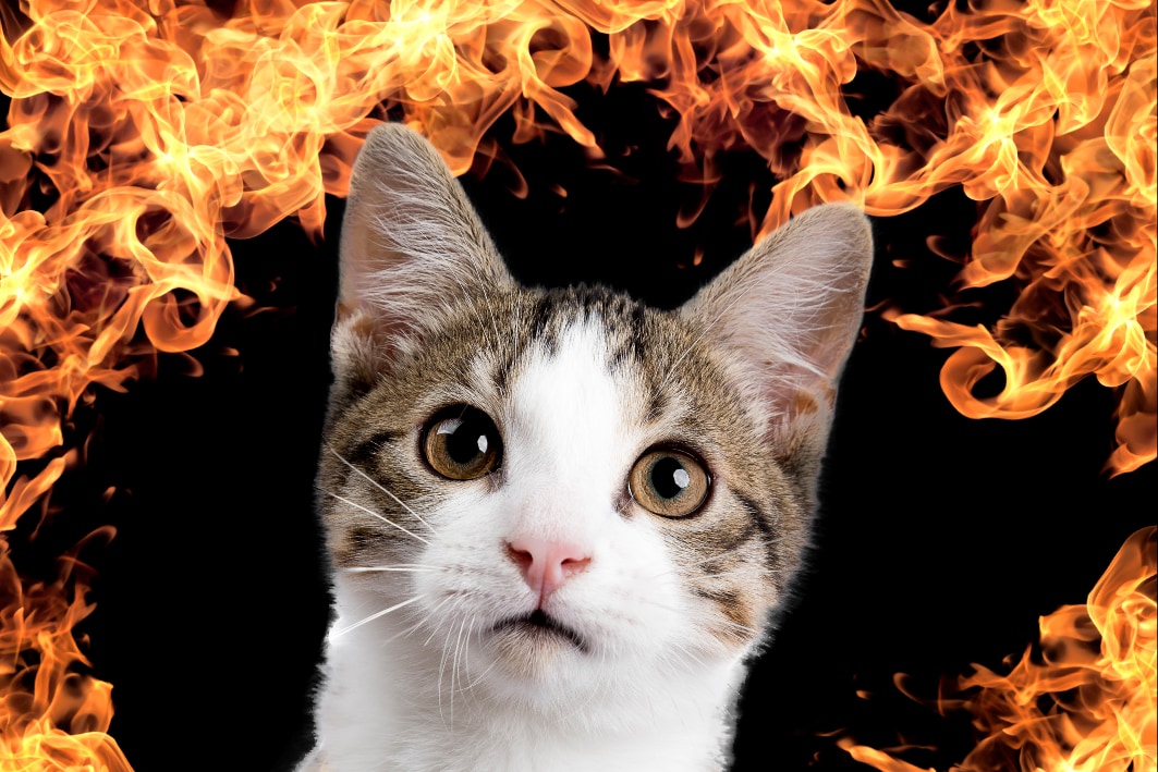 熱いシュレーディンガーの猫を作ることに成功 - ナゾロジー