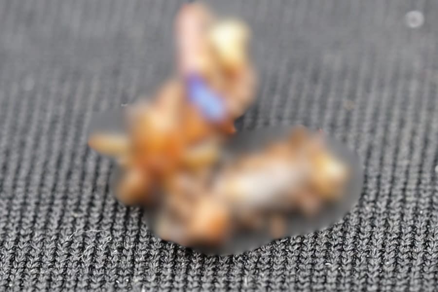 死骸を身にまとい死骸を食らうイモムシ「ボーンコレクター」が発見される【閲覧注意】