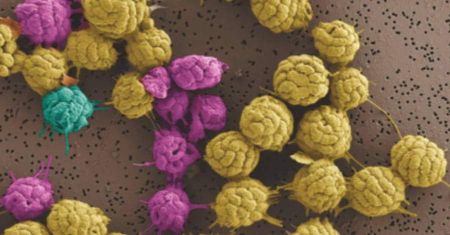 単細胞」から「多細胞」へ進化している真っ最中の生物か⁈ - ナゾロジー