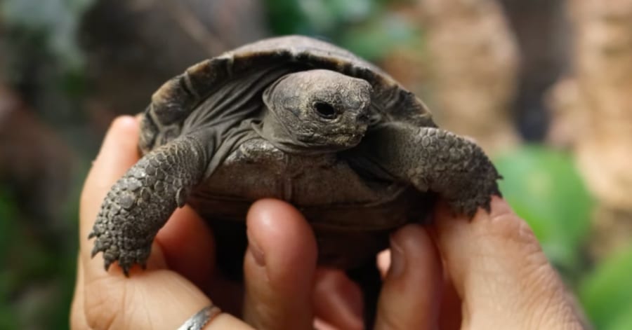 ゾウガメが100歳にして「初めて母親」に！史上最長齢での産卵に成功