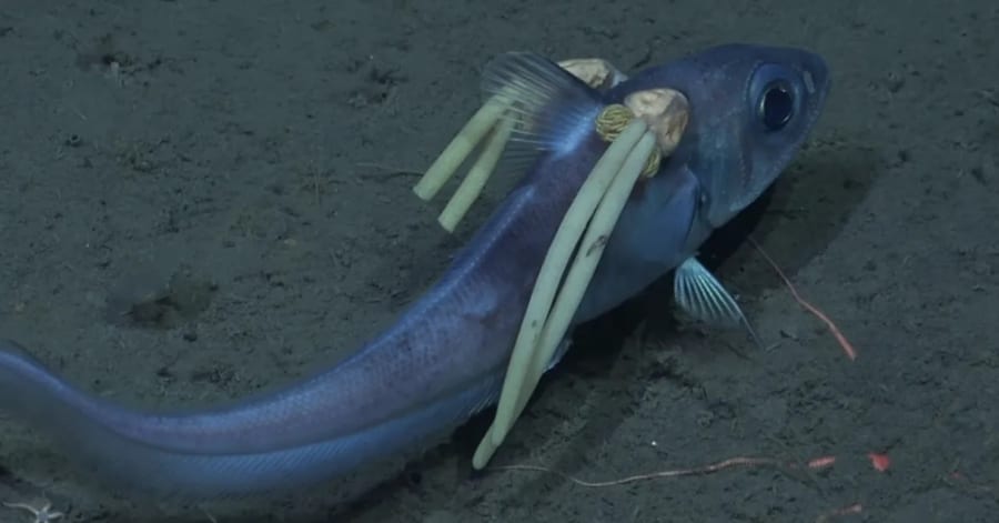 肩からツインテールの生えた深海魚を発見！ その正体とは？ - ナゾロジー