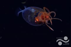 【歴史的快挙】幻の巨大イカ「ダイオウホウズキイカ」の生きた姿を史上初めて発見！の画像 3/3