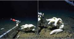 幻の生物とされる巨大甲殻類「ダイダラボッチ」、実は世界中の深海にいた⁈の画像 1/3