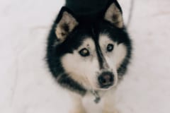 盲目の犬を助けたい！工学部の学生が「第二の目」を与えた方法とは？の画像 2/5