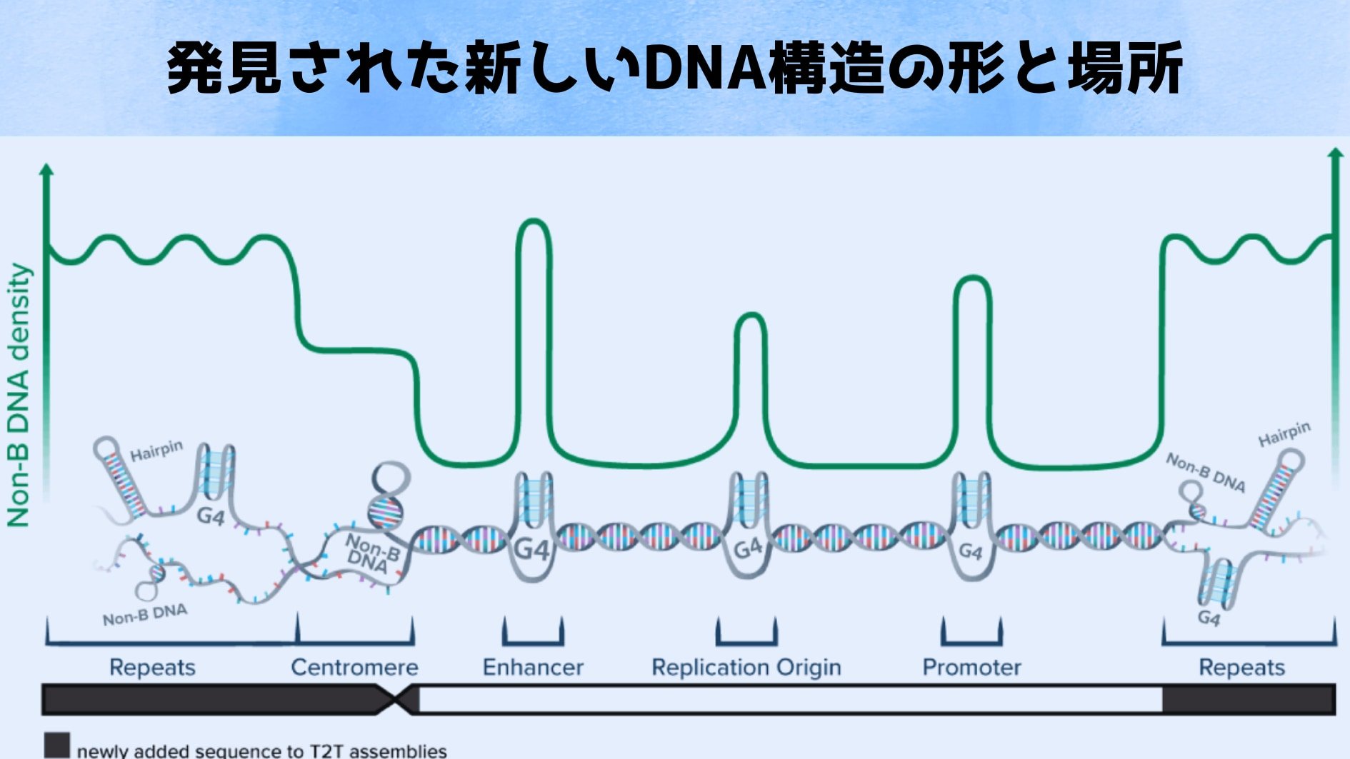 類人猿ゲノムに新DNA構造を発見の画像 2/4