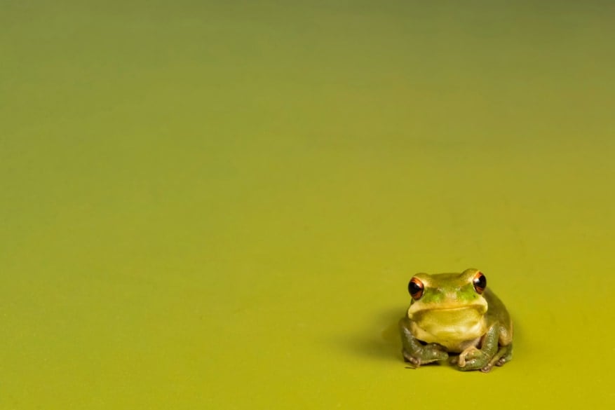 なぜ科学者はメスのカエルの鳴き声をほとんど知らないのか【オスのせい】の画像 4/4