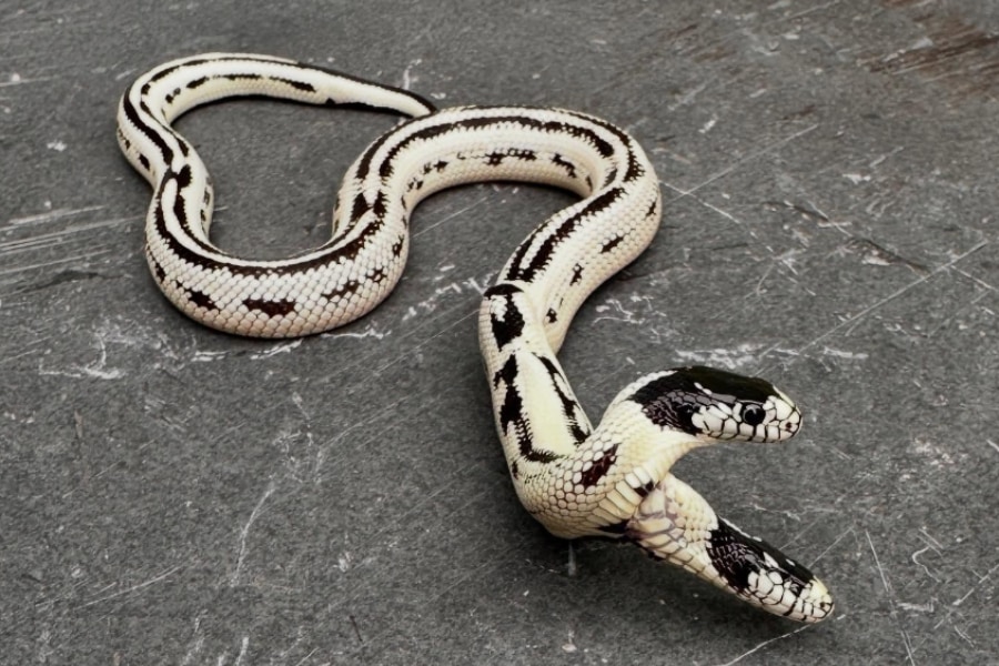 白い象と黒い蛇 白い象と黒い蛇 We will introduce the snakes at the