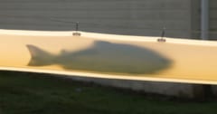 故郷の上流にサケをぶっ飛ばす”鮭大砲”が開発される【サケの遡上】の画像 1/5
