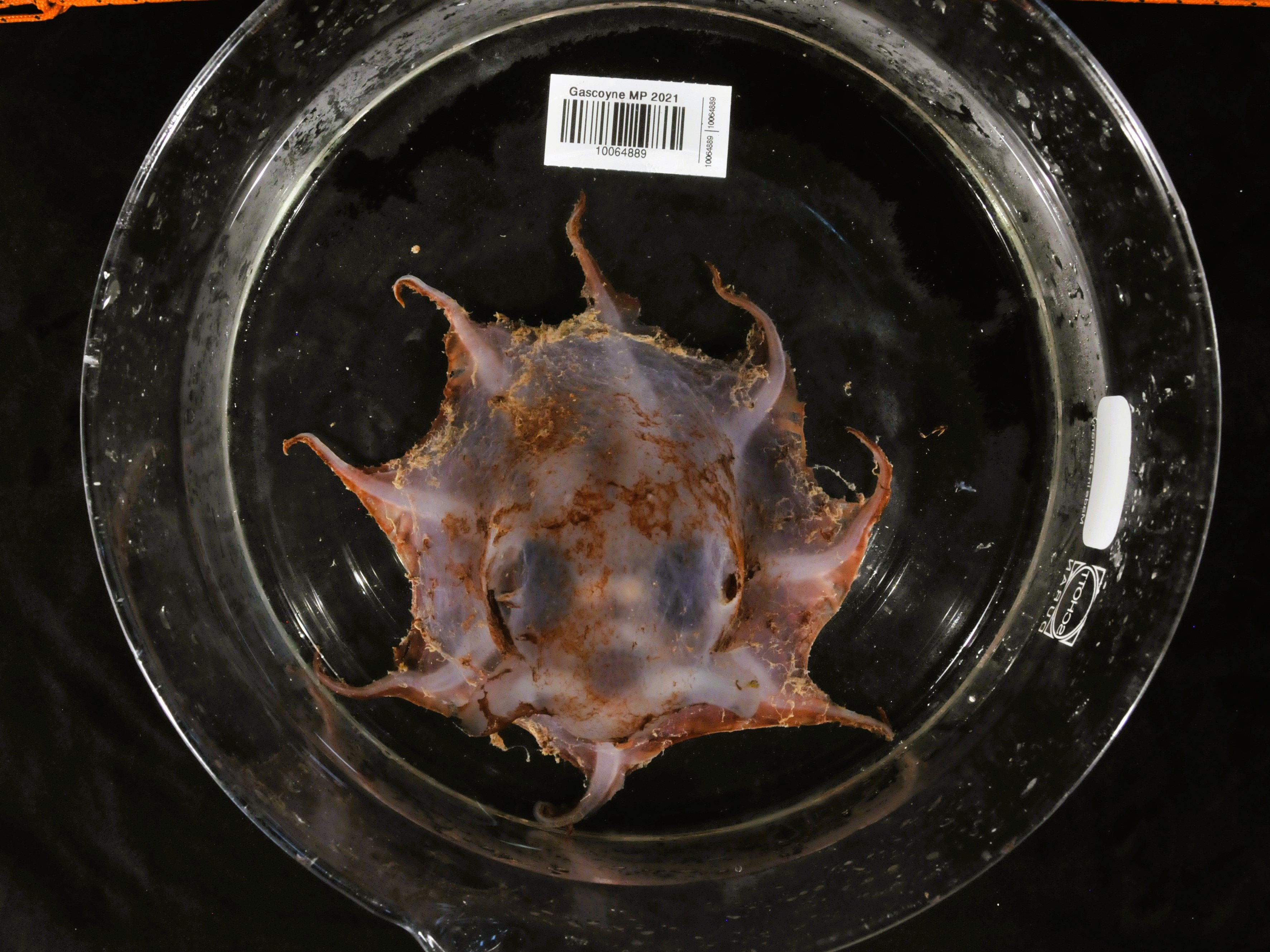 西オーストラリア沖の深海1500mで「新種のタコ」を発見!の画像 2/3