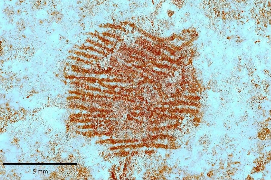 4万3000年前の「世界最古の指紋」を発見！残したのは現生人類ではなかった