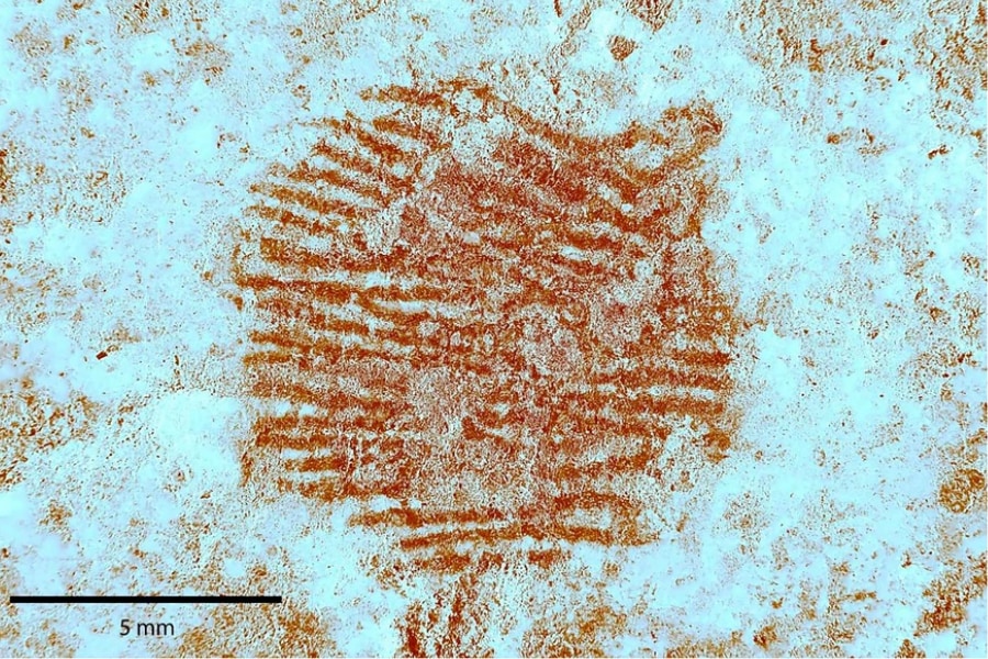 4万3000年前の「世界最古の指紋」を発見!残したのは現生人類ではなかったの画像 3/3