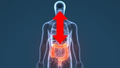 2時間で腸が別人？脳が送り込む“瞬間指令”の正体