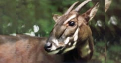 【アジアのユニコーン】幻の動物「サオラ」のゲノム解析に初成功！の画像 1/3