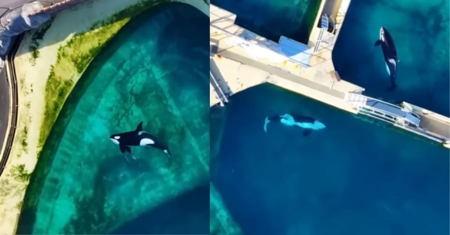 閉鎖されたプールに取り残された「シャチの親子」の映像が話題に
