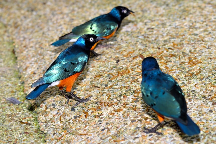 鳥も友達を作る――20年の研究で明らかに
