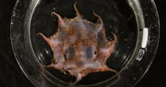 西オーストラリア沖の深海1500mで「新種のタコ」を発見！の画像 1/3