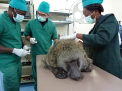 ヒトの皮膚は他の哺乳類に比べて「傷の治りが3倍遅い」と判明！の画像 2/3