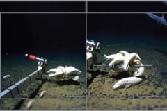 幻の生物とされる巨大甲殻類「ダイダラボッチ」、実は世界中の深海にいた⁈の画像 3/3