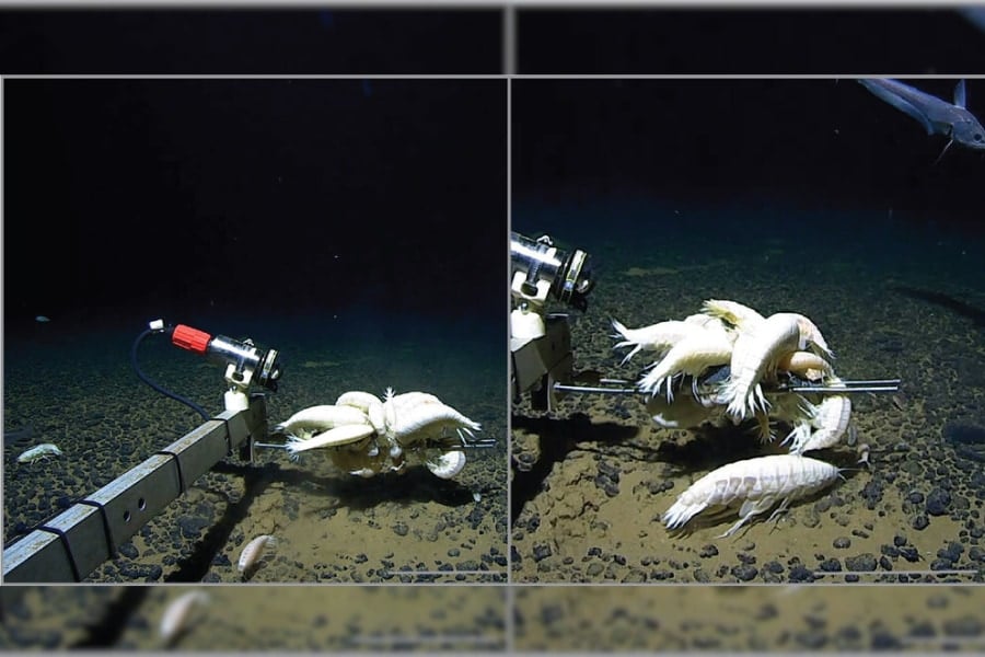 幻の生物とされる巨大甲殻類「ダイダラボッチ」、実は世界中の深海にいた⁈の画像 3/3
