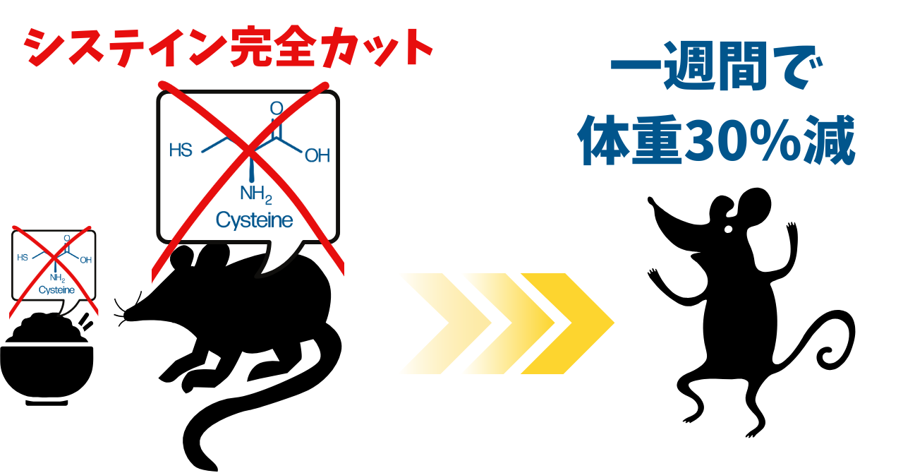 「アミノ酸1つを完全に排除したマウス」の体重が1週間で30%減少するの画像 1/4
