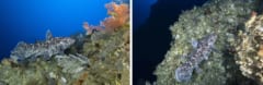 ”生きた”シーラカンスの撮影に成功！インドネシアの水深144mで優雅に泳いでいたの画像 7/7