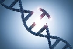 「赤く光る糸」を出すクモを遺伝子編集で作ることに成功！の画像 2/4