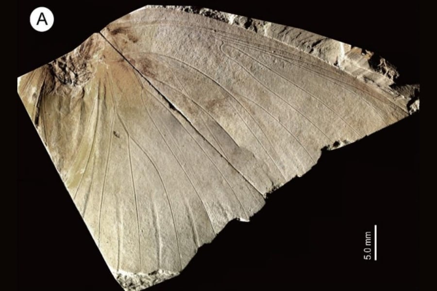 地元の博物館にある「名もない蝶の化石」―実は新種で250万年前のものだったの画像 3/5