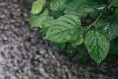 「もうすぐ雨が降る」と言う人がいるのはなぜか？嗅覚は「雨の香りの三重奏」を感じ取っていたの画像 3/4