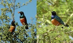 鳥も友達を作る――20年の研究で明らかにの画像 3/4