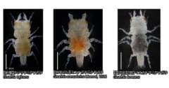 【海の甲虫⁈】西日本で新種「ウミクワガタ」を発見！の画像 1/3
